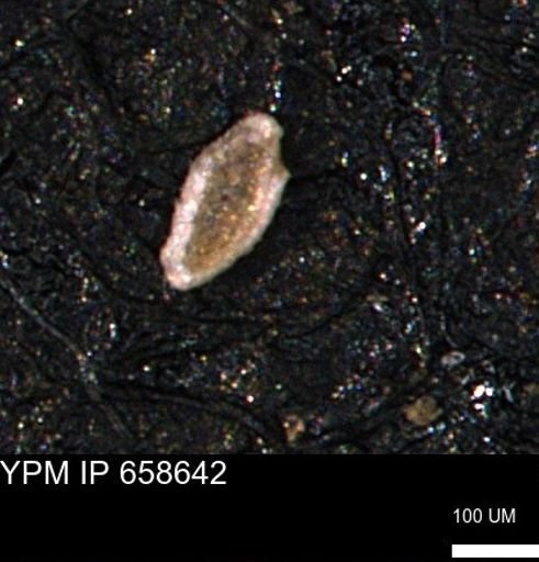 Spirolocammina planula