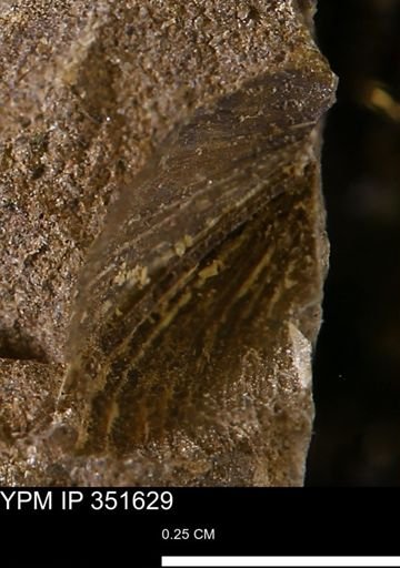 Limopsis striatopunctatus