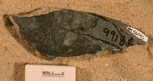 Magnoliopsida