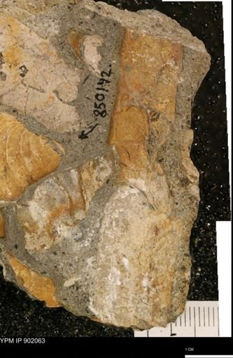 Baculites sp.