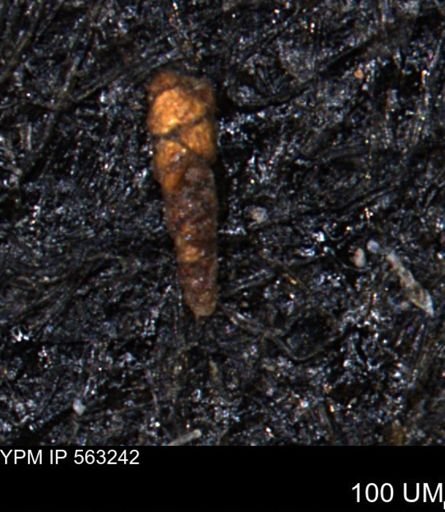 Verneuilinoides hectori
