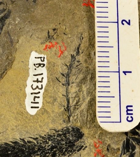 Asterophyllites sp.