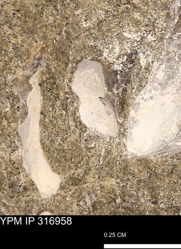 Phelopteria