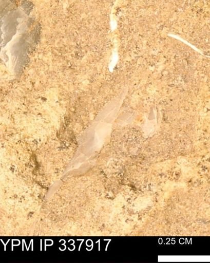 undet. Bivalvia