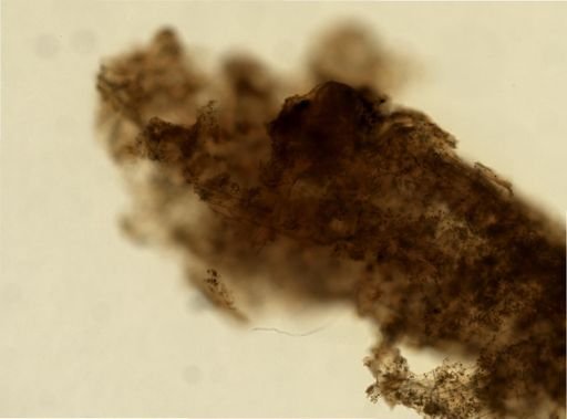 Agelas sp.