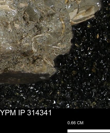 undet. Scaphopoda