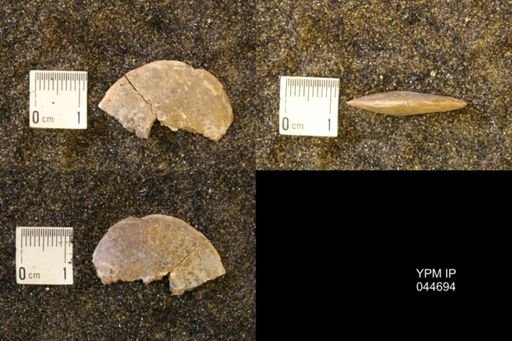 Sphenodiscus lenticularis