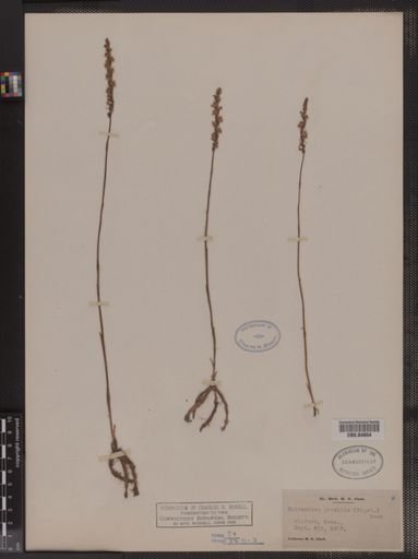 Spiranthes gracilis
