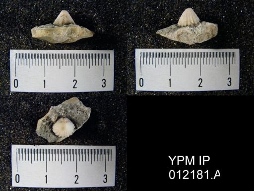 Hustedia papillata