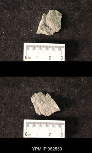 Spirifer cameratus