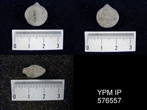 Homeospira sp.