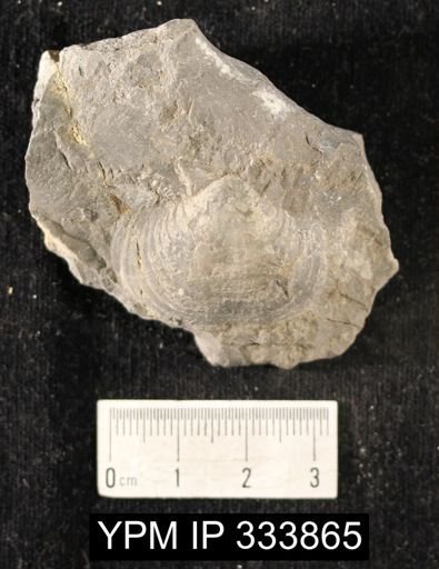 Echinoconchus punctatus