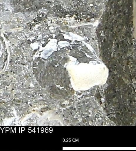Corbulamella?