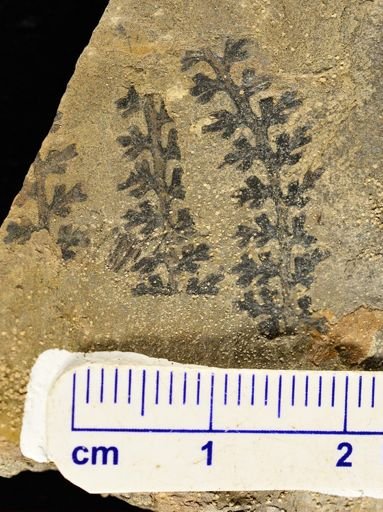 Sphenopteris sp.