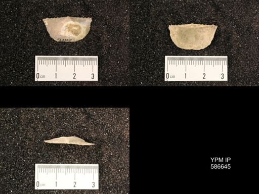 Chonetes granulifer