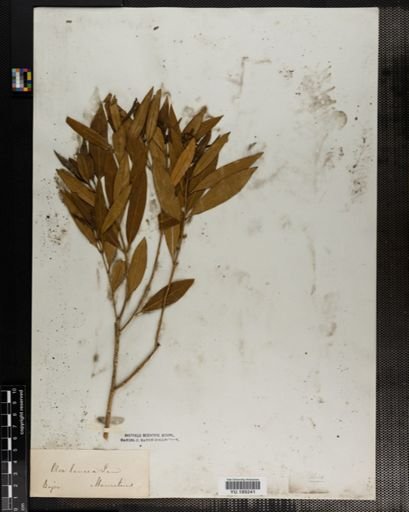 Plantae
