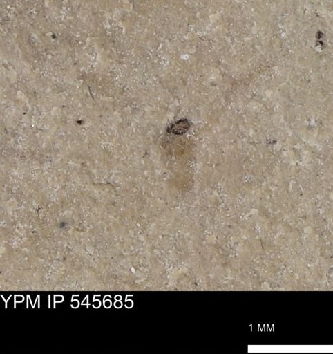undet. Insecta