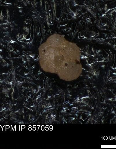 undet. Foraminiferida