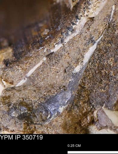 undet. Bivalvia