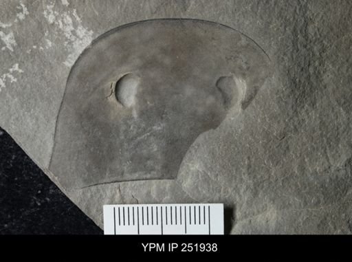 Eurypterus sp.