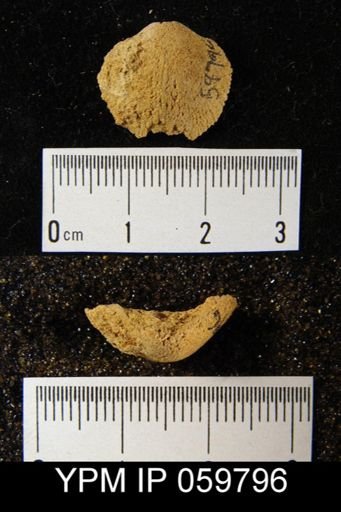 Rensselaeria sp.