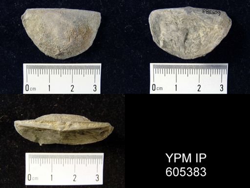 Strophomena sp.