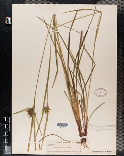 Carex intumescens