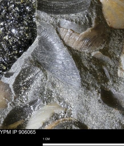 Limopsis striatopunctatus