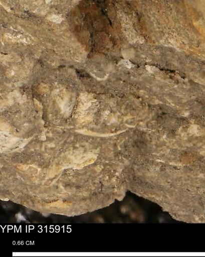 undet. Mollusca