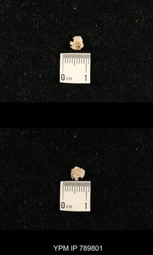 undet. Brachiopoda
