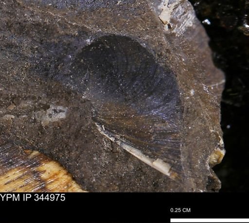Limopsis striatopunctatus