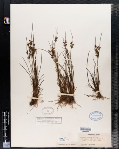Juncus tenuis