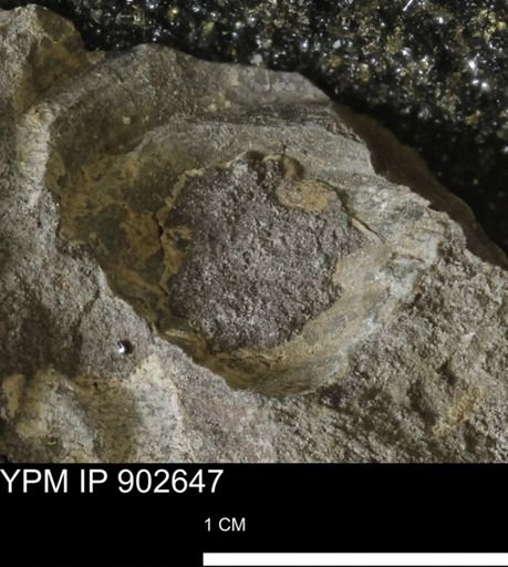 undet. Inoceramidae