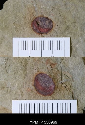 Porifera?