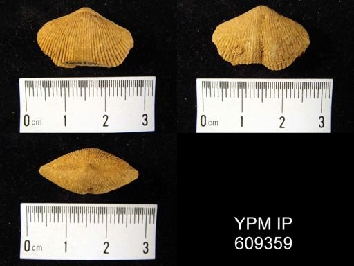 Trematospira equistriata