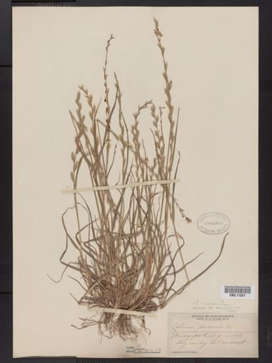 Lolium multiflorum