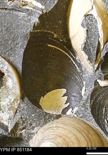 Limopsis striatopunctatus