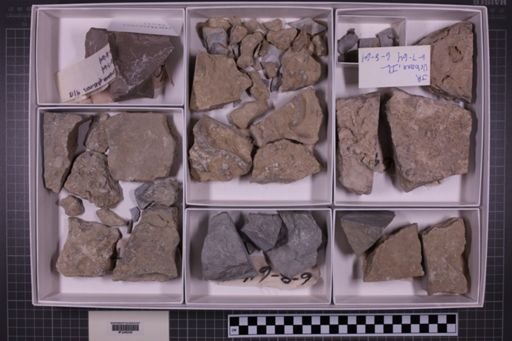 mixed taxa, stratigraphic collection