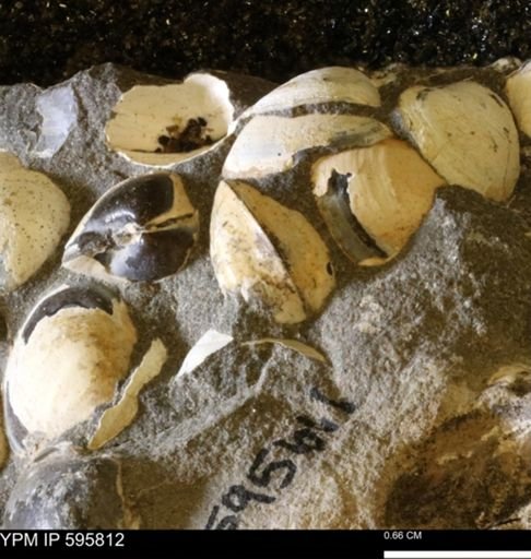 Protocardia sp.