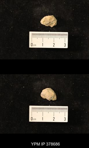 Marginifera wabashensis