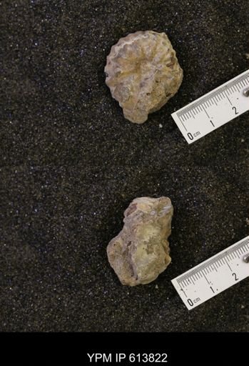 Neogastroplites sp.