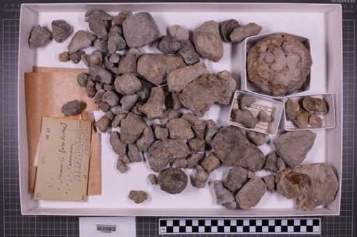 mixed taxa, stratigraphic collection