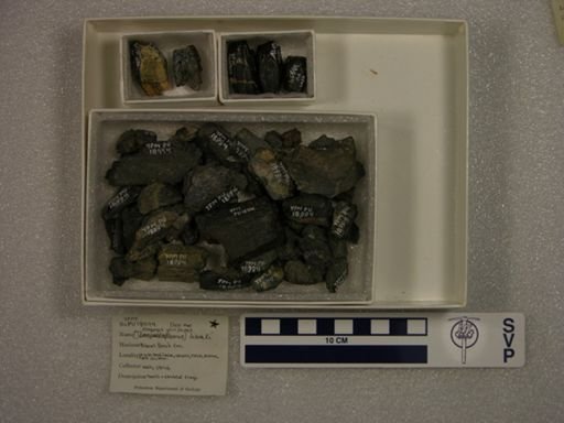 Ectoganus lobdelli