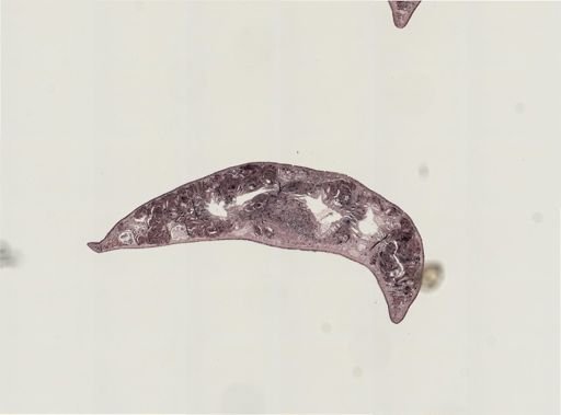 Foviella