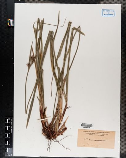 Scleria triglomerata