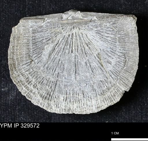 Stropheodonta demissa