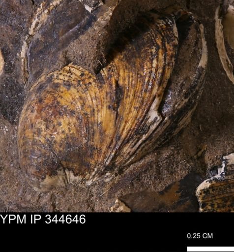 Limopsis striatopunctatus