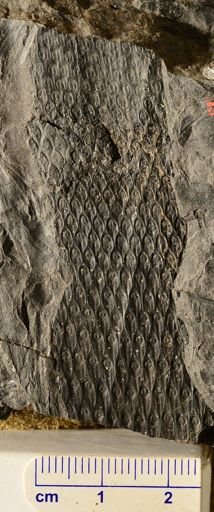 Lepidodendron sp.
