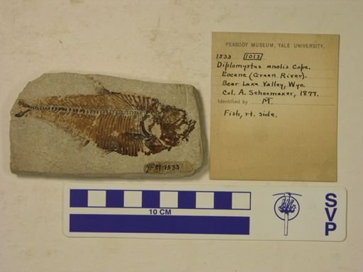 Diplomystus analis