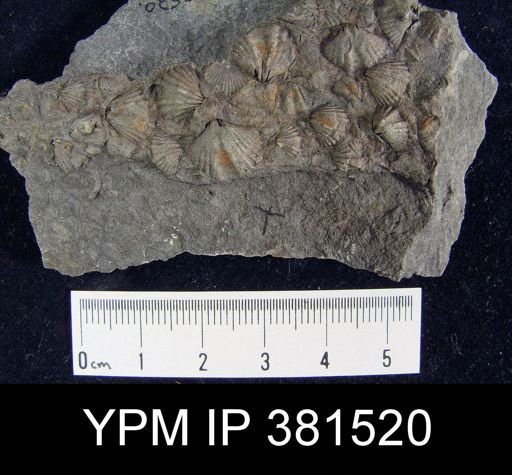 Mucrospirifer sp.